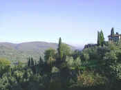 chianti olive groves